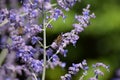 Russian Sage Royalty Free Stock Photo
