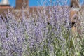 Russian sage salvia yangii flowers