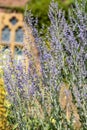 Russian sage salvia yangii flowers