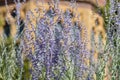 Russian sage salvia yangii flowers