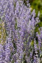 Russian sage salvia yangii flowers