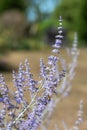 Russian sage salvia yangii flowers