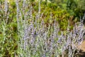 Russian sage salvia yangii flowers