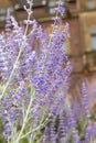 Russian sage salvia yangii flowers