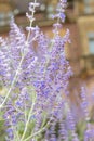 Russian sage salvia yangii flowers