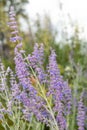 Russian sage salvia yangii flowers