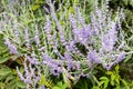 Russian sage salvia yangii flowers