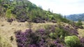 Russian sakura - Bagulnik Rhododendron, Ledum Daursky - against the background of coniferous trees