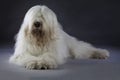 Russian sheepdog portrait