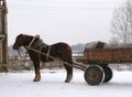 A Russian shire horse Royalty Free Stock Photo