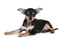 Russian sleek-haired toy terrier puppy
