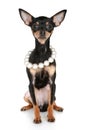 Russian sleek-haired toy terrier puppy with beads