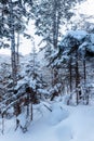 Russian snow trees