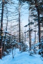 Russian snow trees