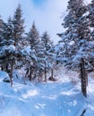 Russian snow trees