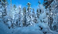 Russian snow trees