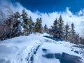 Russian snow trees