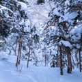 Russian snow trees