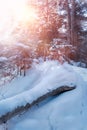 Russian snow trees