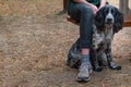 Russian Spaniel dog sitting between legs owner. Copy space. Royalty Free Stock Photo