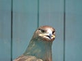 Russian Steppe Eagle. Close up portrait nice