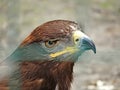 Russian Steppe Eagle. Close up portrait nice Royalty Free Stock Photo