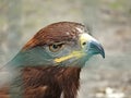 Russian Steppe Eagle. Close up portrait nice