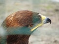 Russian Steppe Eagle. Close up portrait nice