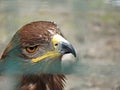 Russian Steppe Eagle. Close up portrait nice Royalty Free Stock Photo