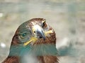 Russian Steppe Eagle. Close up portrait nice