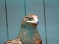 Russian Steppe Eagle. Close up portrait nice Royalty Free Stock Photo