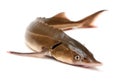 Russian sturgeon Royalty Free Stock Photo