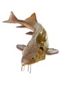 Russian sturgeon Royalty Free Stock Photo