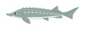 Russian sturgeon fish on a white background