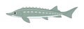 Russian sturgeon fish on a white background Royalty Free Stock Photo