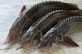 Russian sturgeon Royalty Free Stock Photo