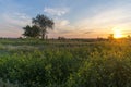 Russian sunset landscape in the evening with tree and small flowers Royalty Free Stock Photo