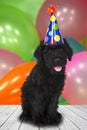 Russian Terrier Black Puppy Dog With a Birthday Celebration Them Royalty Free Stock Photo