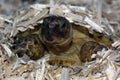 Russian Tortoise 02