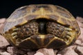 Russian tortoise Royalty Free Stock Photo