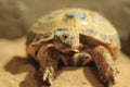 Russian tortoise Royalty Free Stock Photo