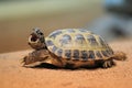 Russian tortoise Royalty Free Stock Photo
