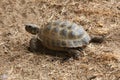 Russian tortoise (Agrionemys horsfieldii).