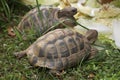 Russian tortoise (Agrionemys horsfieldii).