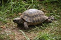 Russian tortoise (Agrionemys horsfieldii).