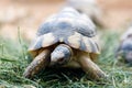 Russian tortoise Agrionemys horsfieldii