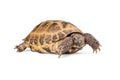 Russian Tortoise Crawling On White Royalty Free Stock Photo