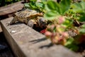 Russian tortoise eating strawberry Royalty Free Stock Photo