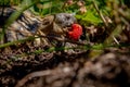 Russian tortoise eating strawberry Royalty Free Stock Photo