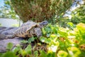 Russian tortoise exploring Royalty Free Stock Photo